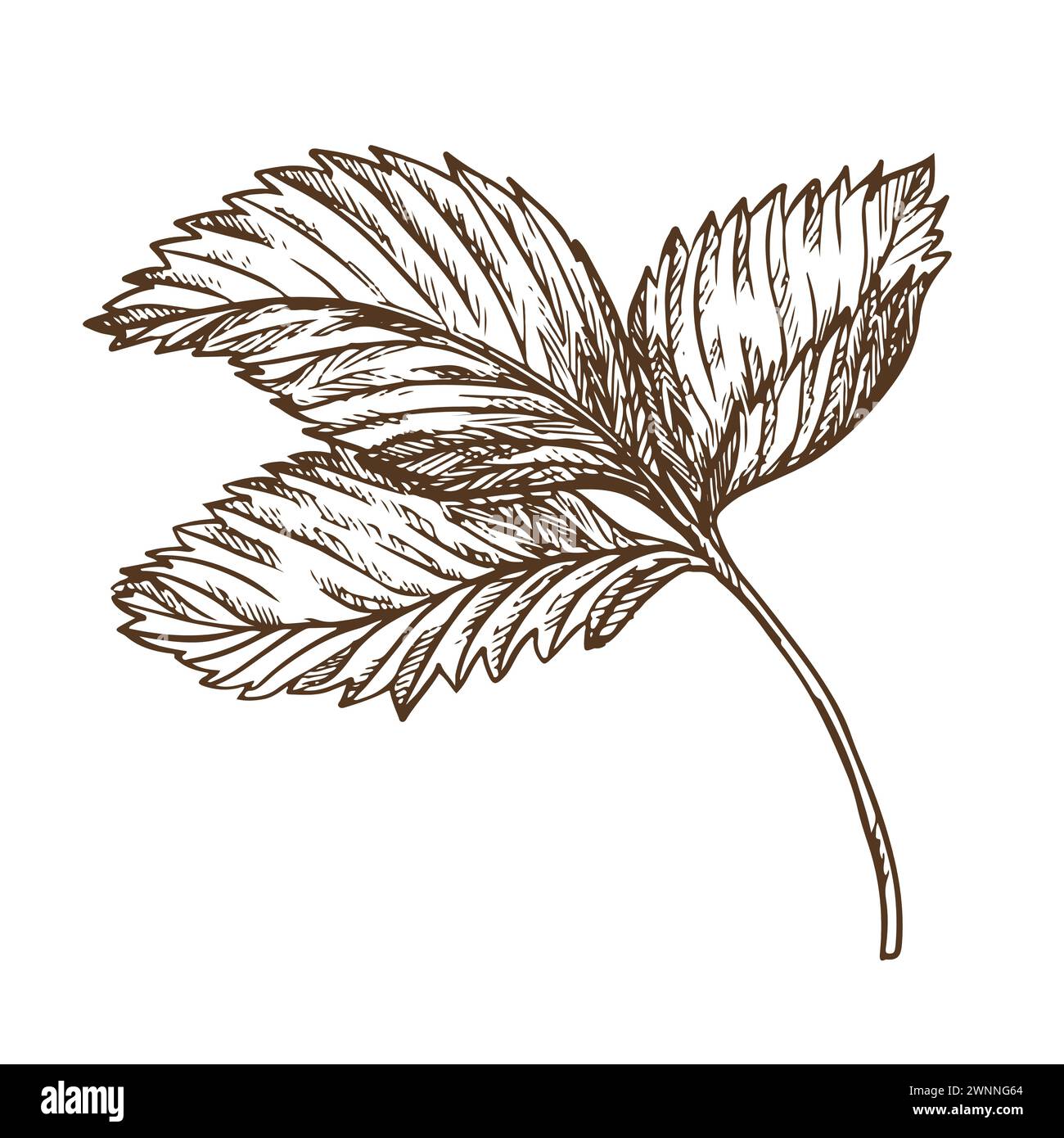 Erdbeerblatt mit Graviertechnik. Handgezeichnete botanische Tuschzeichnung einer Pflanze mit feinen Details. Vektor-Heilkräuter, Vitamin-Tee-Zutat. R Stock Vektor
