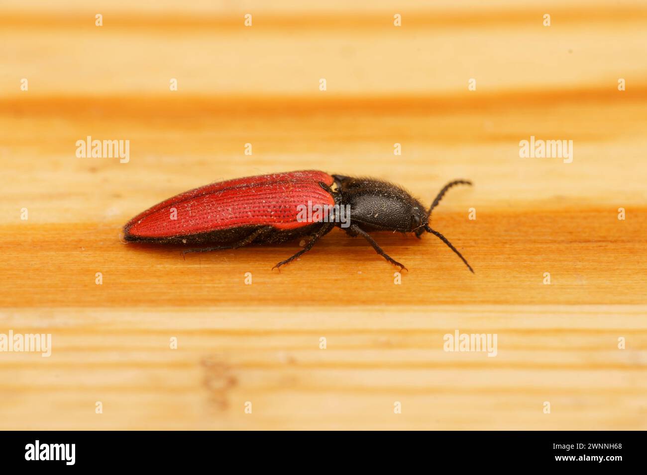 Ampedus sanguineus Familie Elateridae Gattung Ampedus Klickkäfer wilde Natur Insektentapete, Bild, Fotografie Stockfoto