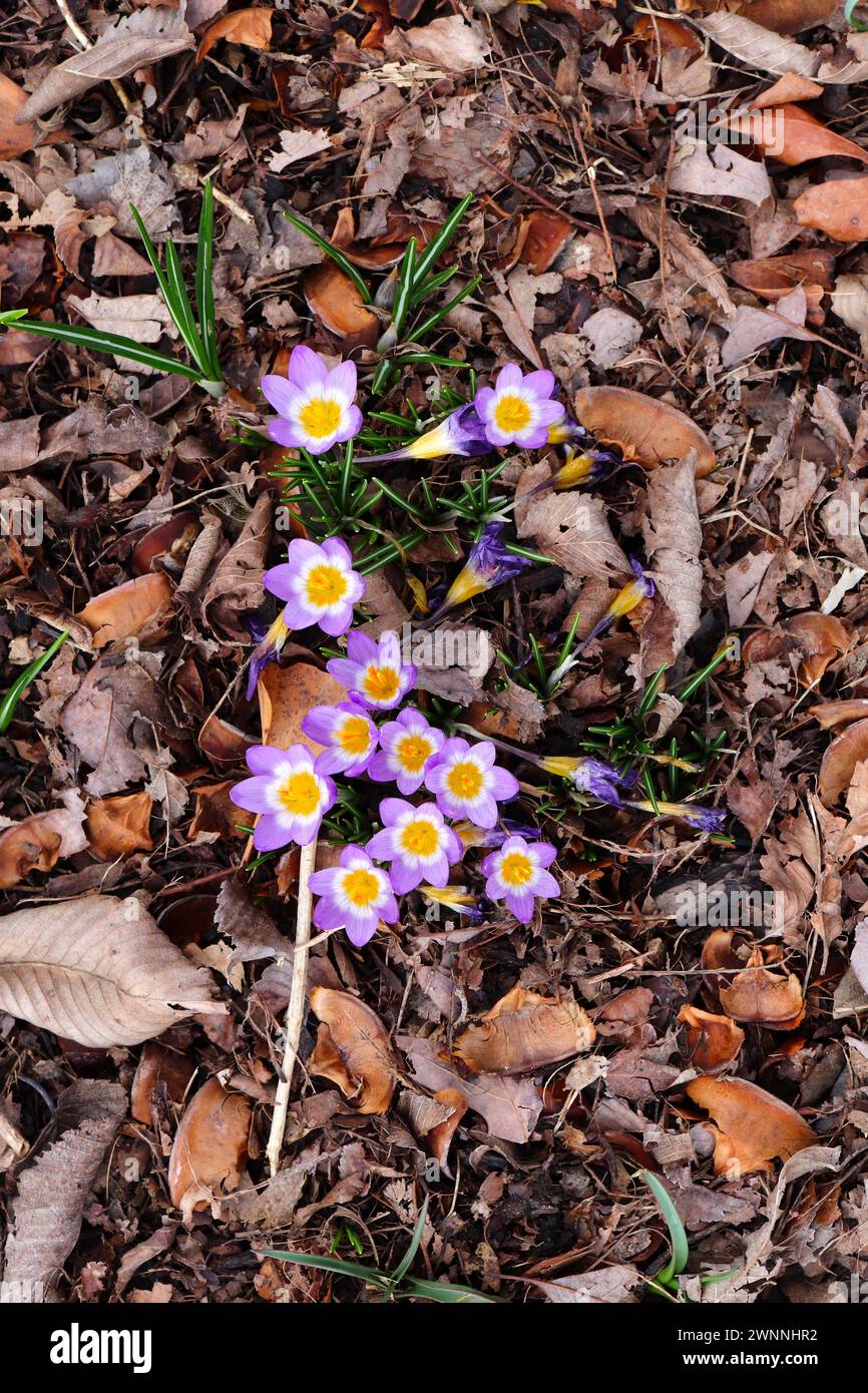 Frühe Crocus Lavendelfarbe Stockfoto