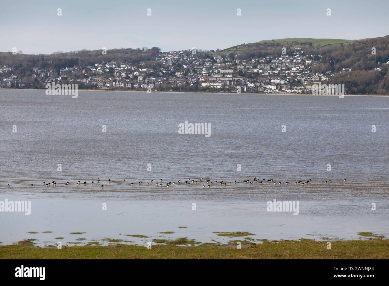 Grange Over Sands vom Blackstone Point aus gesehen am gegenüberliegenden Ufer des Flusses Kent, Cumbria, Großbritannien Stockfoto