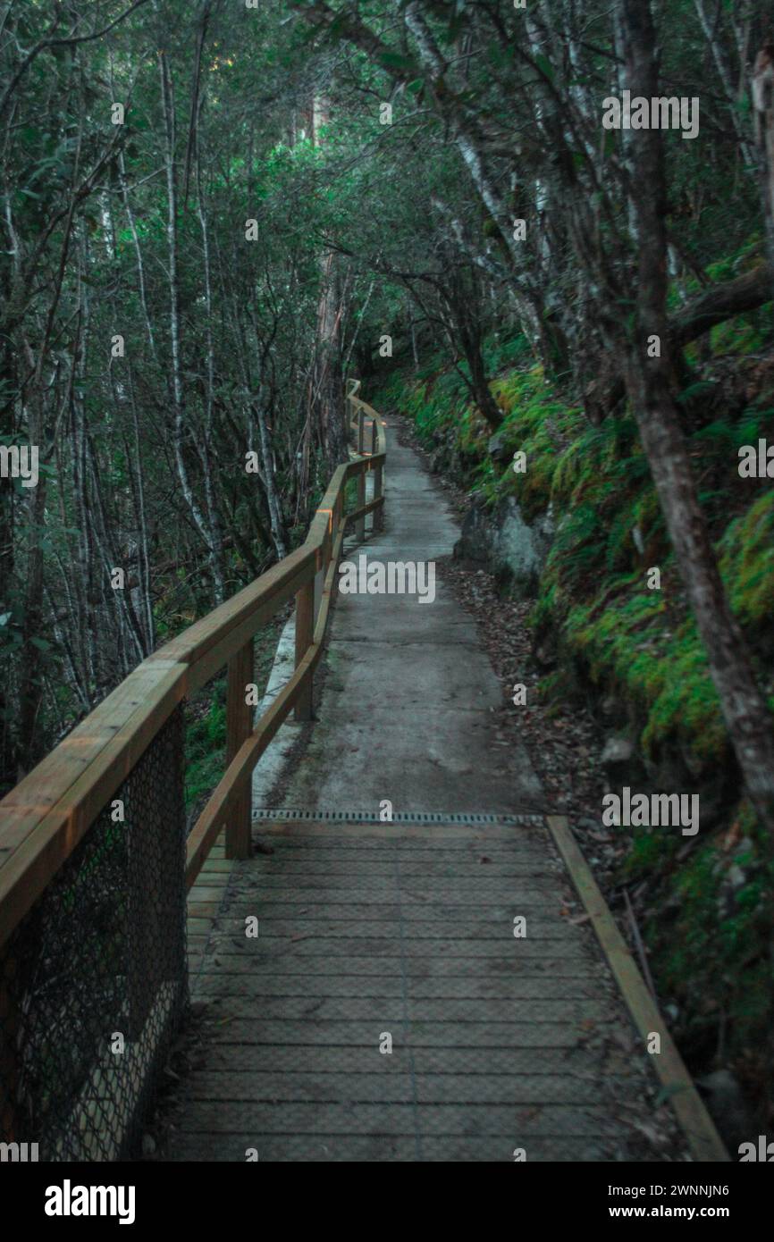 Fußgängerweg gesäumt von Holzzaun bei Russel Falls im Mount Field Nationalpark auf Tasmanien. Dschungel-ähnliche Umgebung. Stockfoto