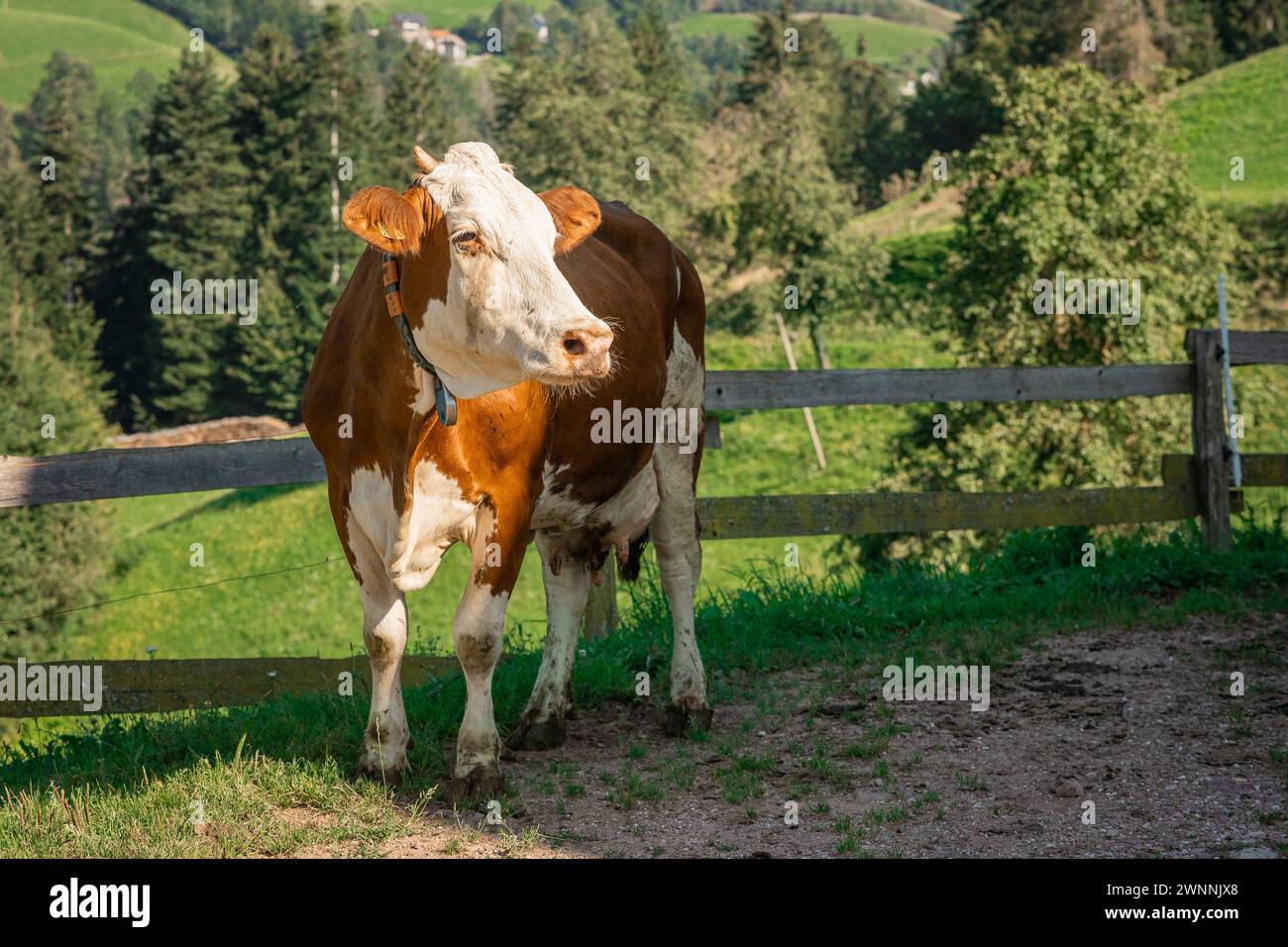 Porträt einer braunen und weißen Kuh, die auf dem Land herumläuft. Wunderschöne Kuh vor grüner Kulisse, umweltfreundlicher Bauernhof. Stockfoto