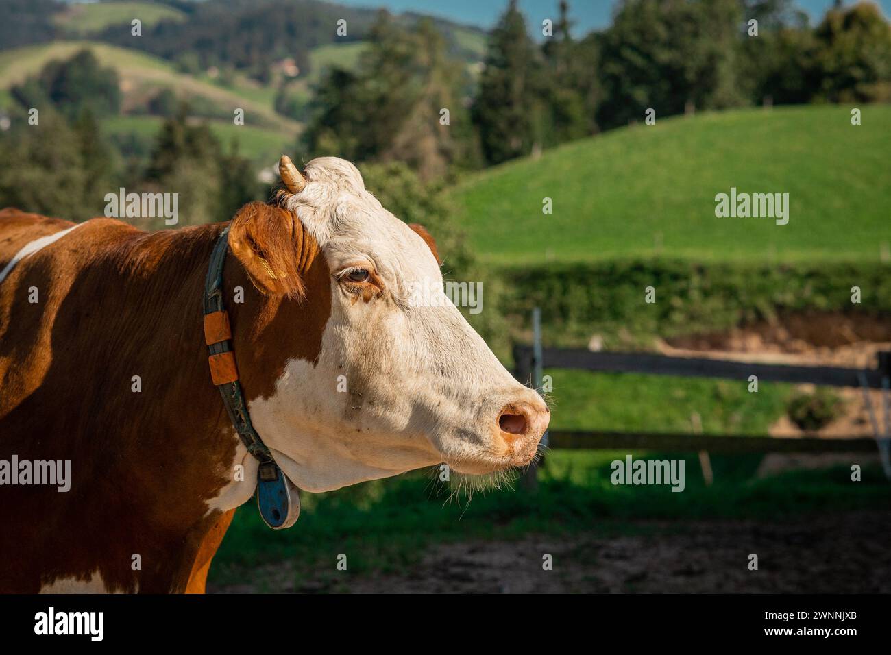 Nahporträt einer braunen und weißen Kuh, die auf dem Land herumläuft. Wunderschöne Kuh vor grüner Kulisse, umweltfreundlicher Bauernhof. Stockfoto