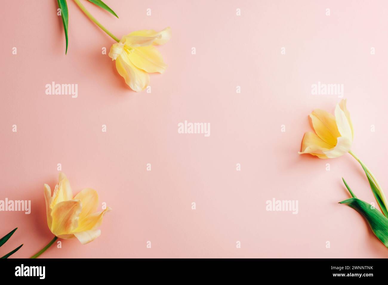Drei gelbe Tulpen auf rosa Hintergrund. Frühling, Urlaubskonzept. Draufsicht, flach, Kopierbereich. Stockfoto