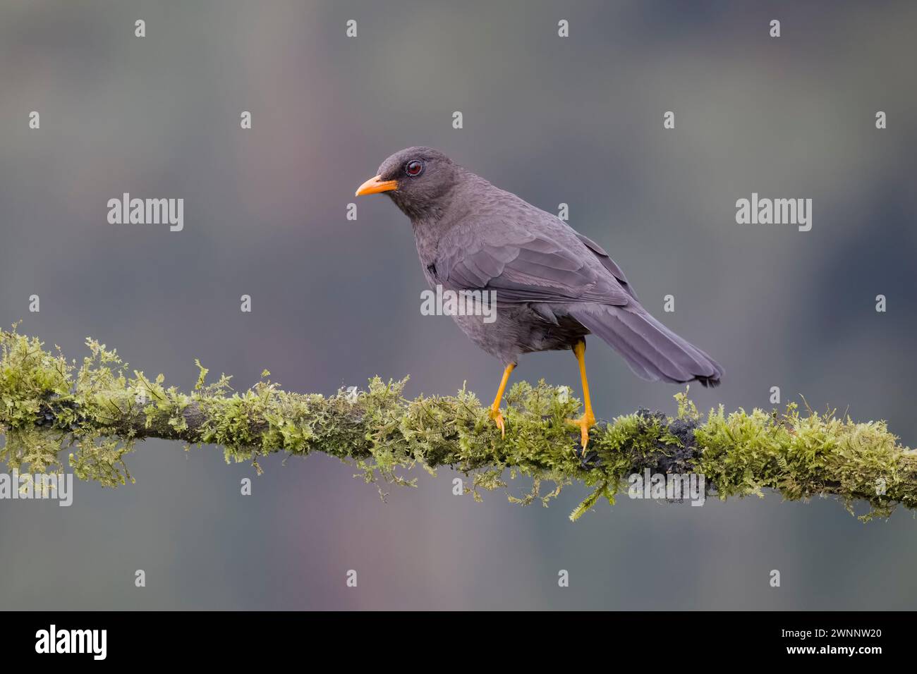 Große Soor, aufgenommen in Kolumbien Südamerika Stockfoto