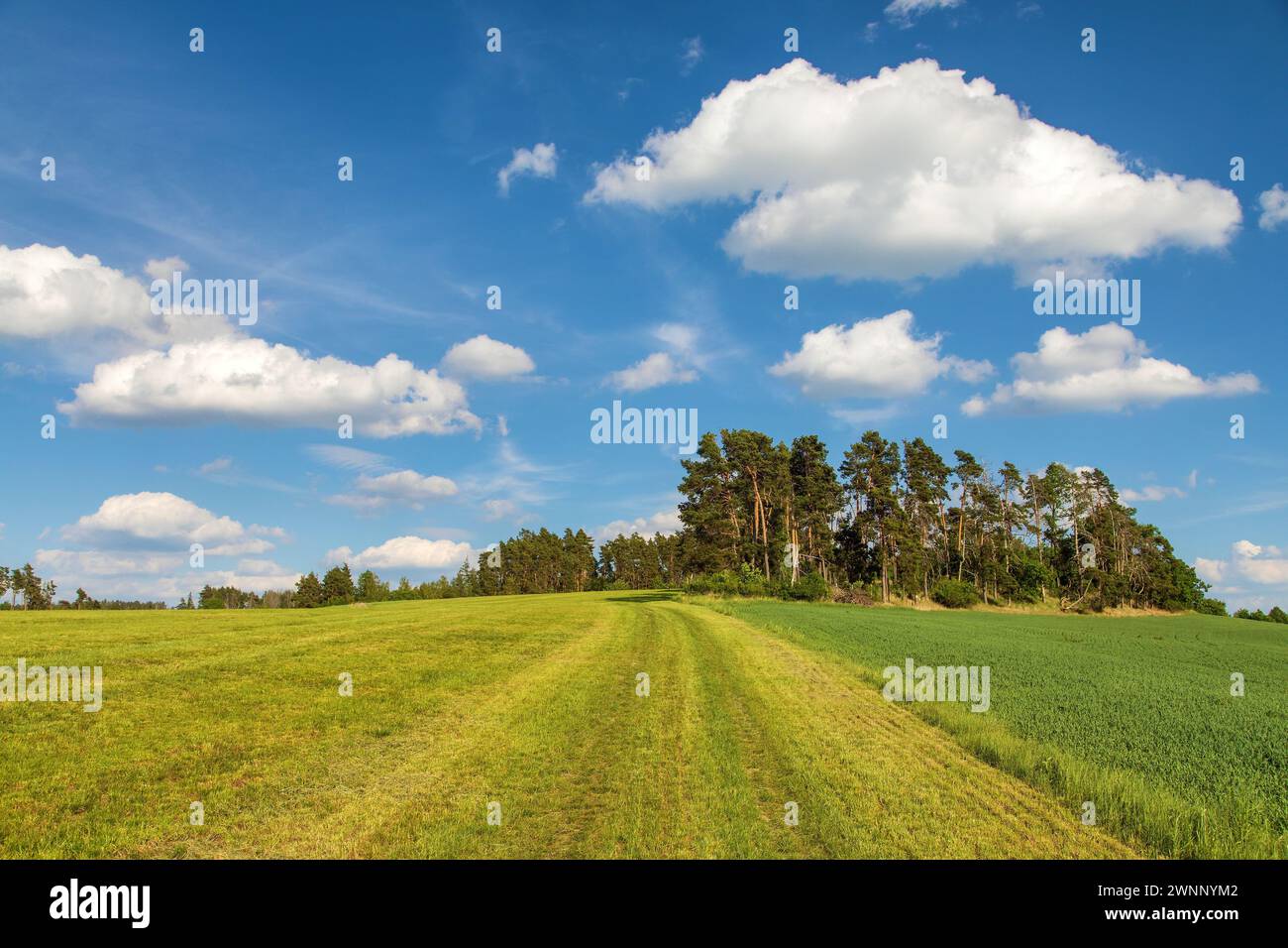 Sommerlandschaft mit Wiese, Feld, Feldweg und wunderschönem Himmel mit Wolken Stockfoto