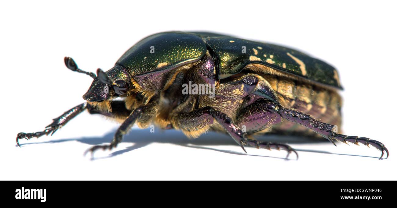 Grüner Rosen-Chafer, lateinisch Cetonia aurata, isoliert auf weißem Hintergrund Stockfoto
