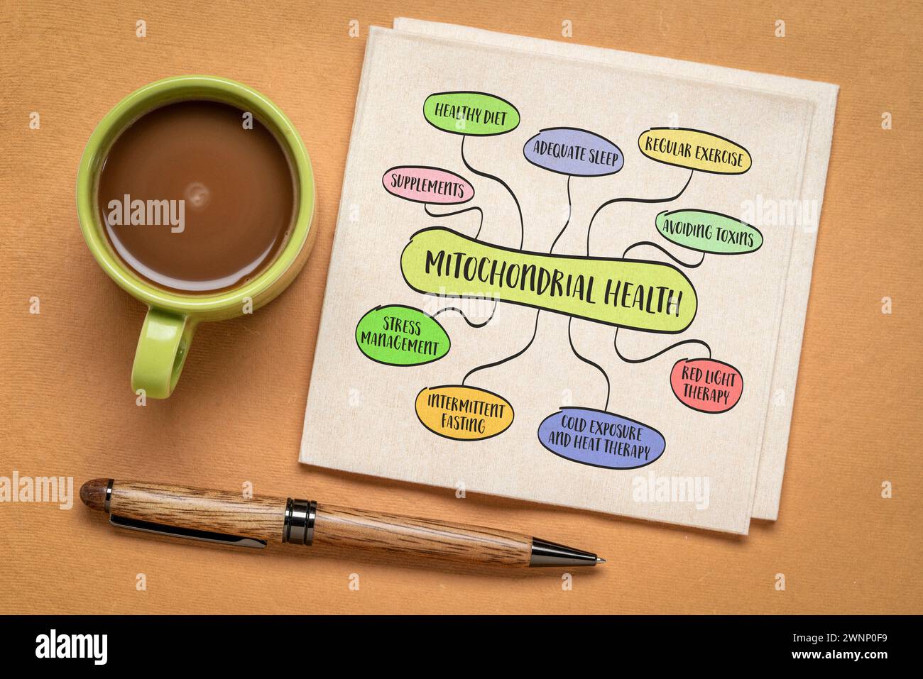 Mitochondriales Gesundheitskonzept - Mindmap-Infografiken, Skizze auf einer Serviette, gesunder Lebensstil und Altern Stockfoto