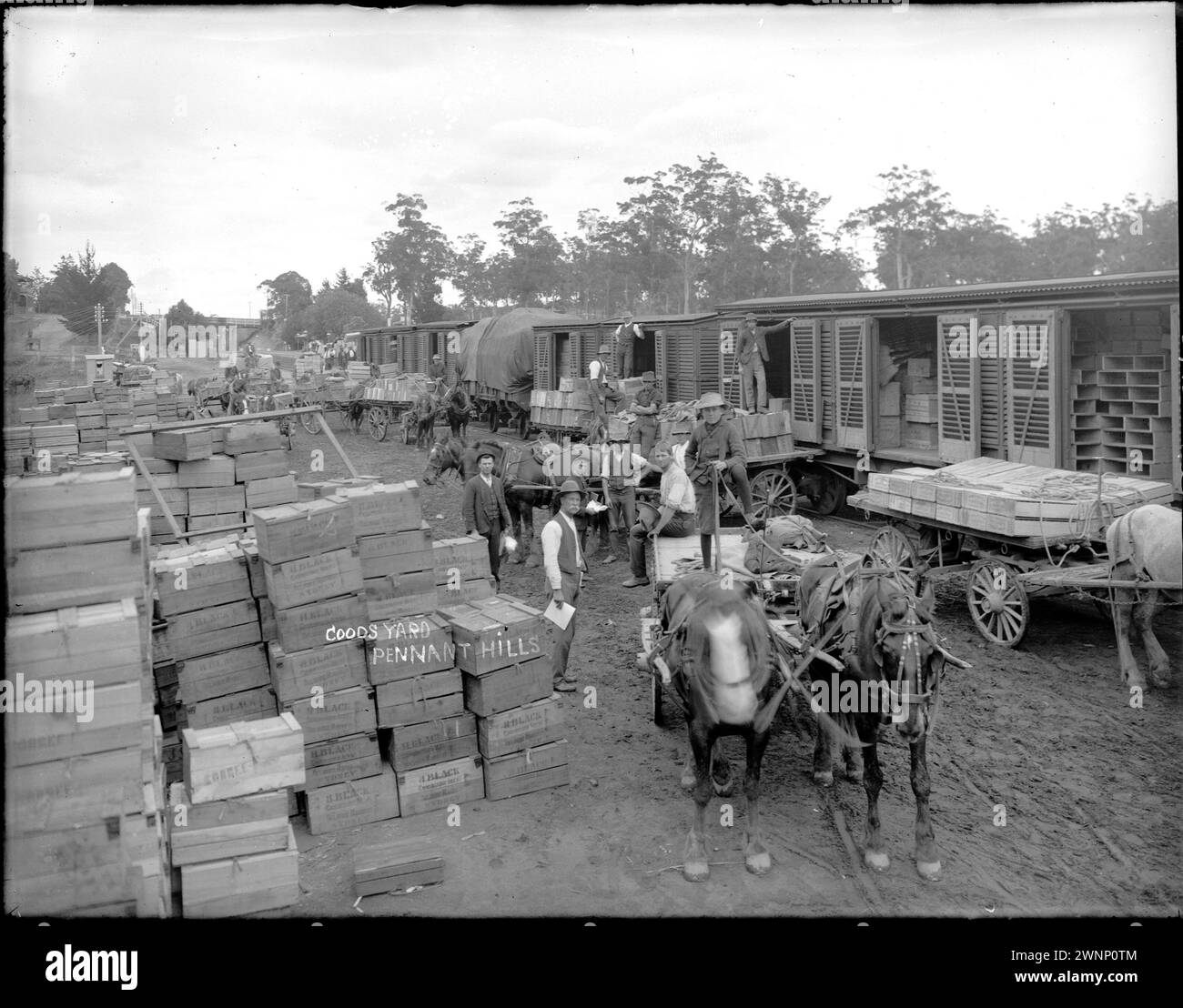 Obstbau und -Vermarktung in Epping, Pennant Hills, Sydney Rex Hazlewood 1911-1916. Von Pferden gezogene Schubladen, die Obstkisten aus lokalen Obstgärten zum Verladen in den Güterzug liefern, Pennant Hills Railway Station, Sydney, Australien Stockfoto