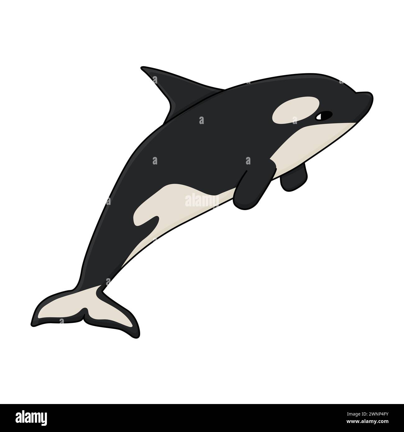 Orca oder Killerwal, das größte Mitglied der Familie der Ozeandelfine. Vektor-Cartoon Hand gezeichnete Illustration des Tieres in der Antarktis. Polar Stock Vektor