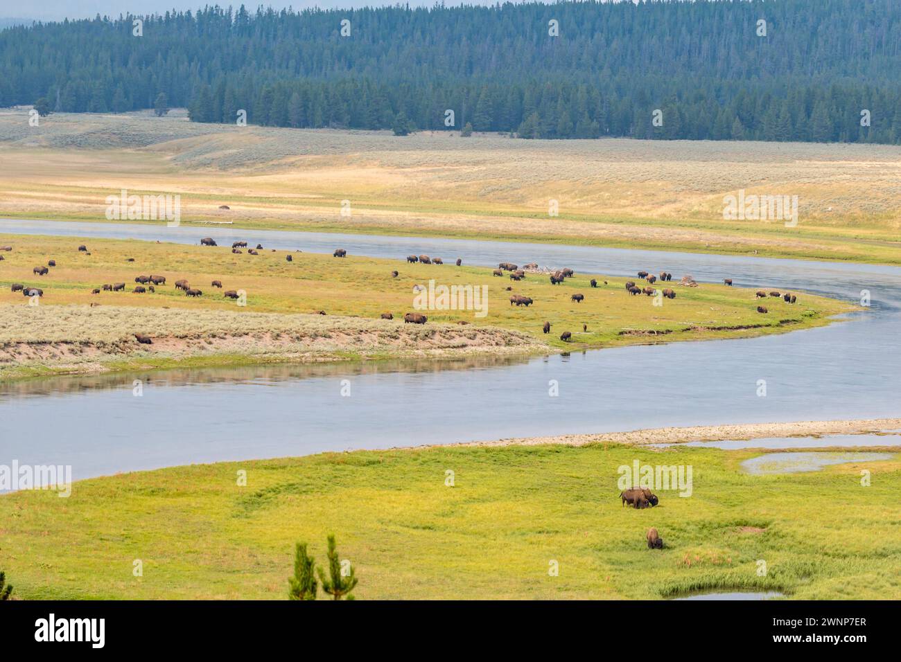 American Buffalo (Bisons) weidet entlang des Yellowstone River im Hayden Valley im Yellowstone National Park, Wyoming Stockfoto