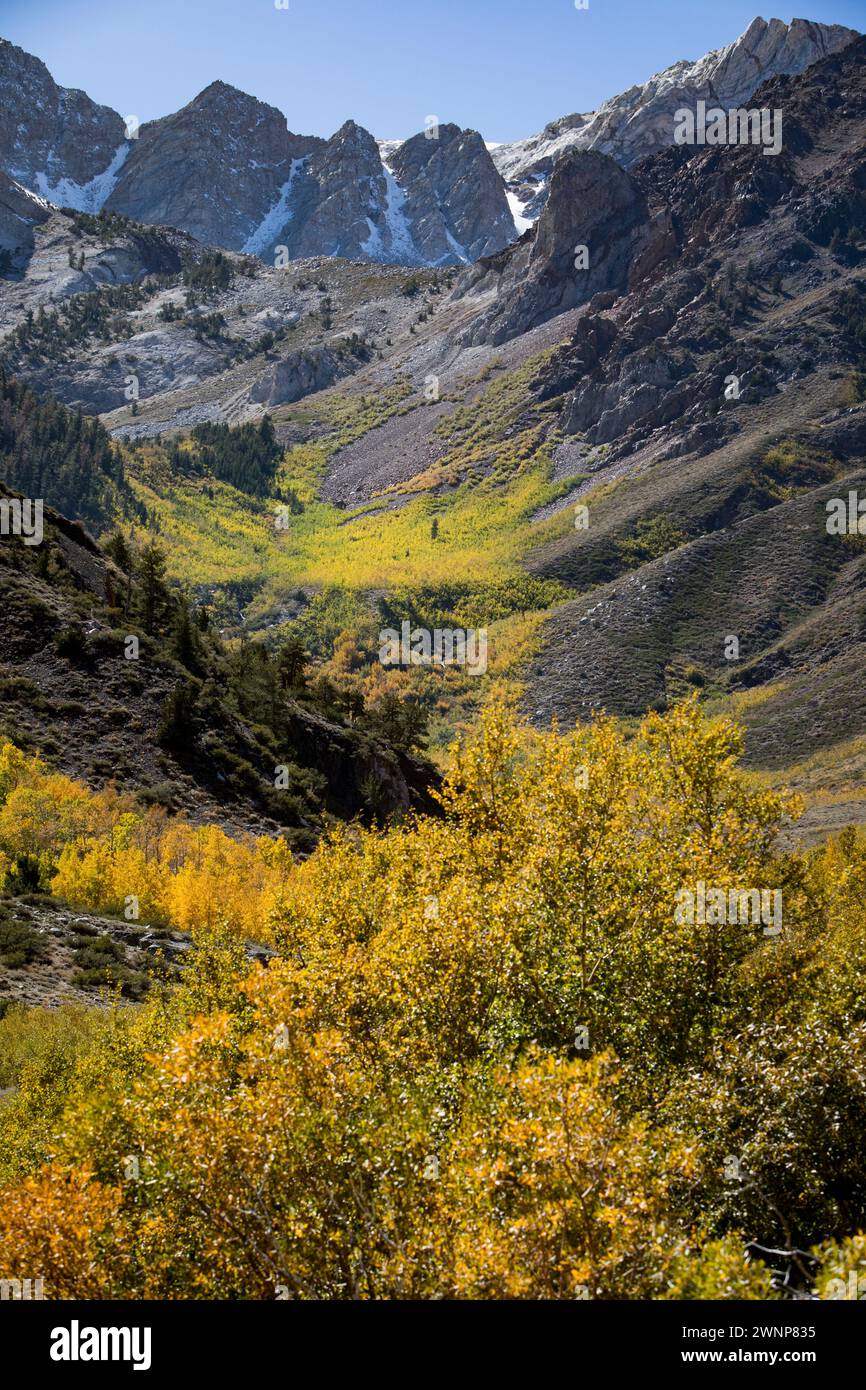 Die Herbstsaison in den östlichen Sierras ist eine der schönsten Jahreszeiten. Der McGee Creek Trail ist der Ort, an dem Sie die Aspens in voller Blüte finden Stockfoto