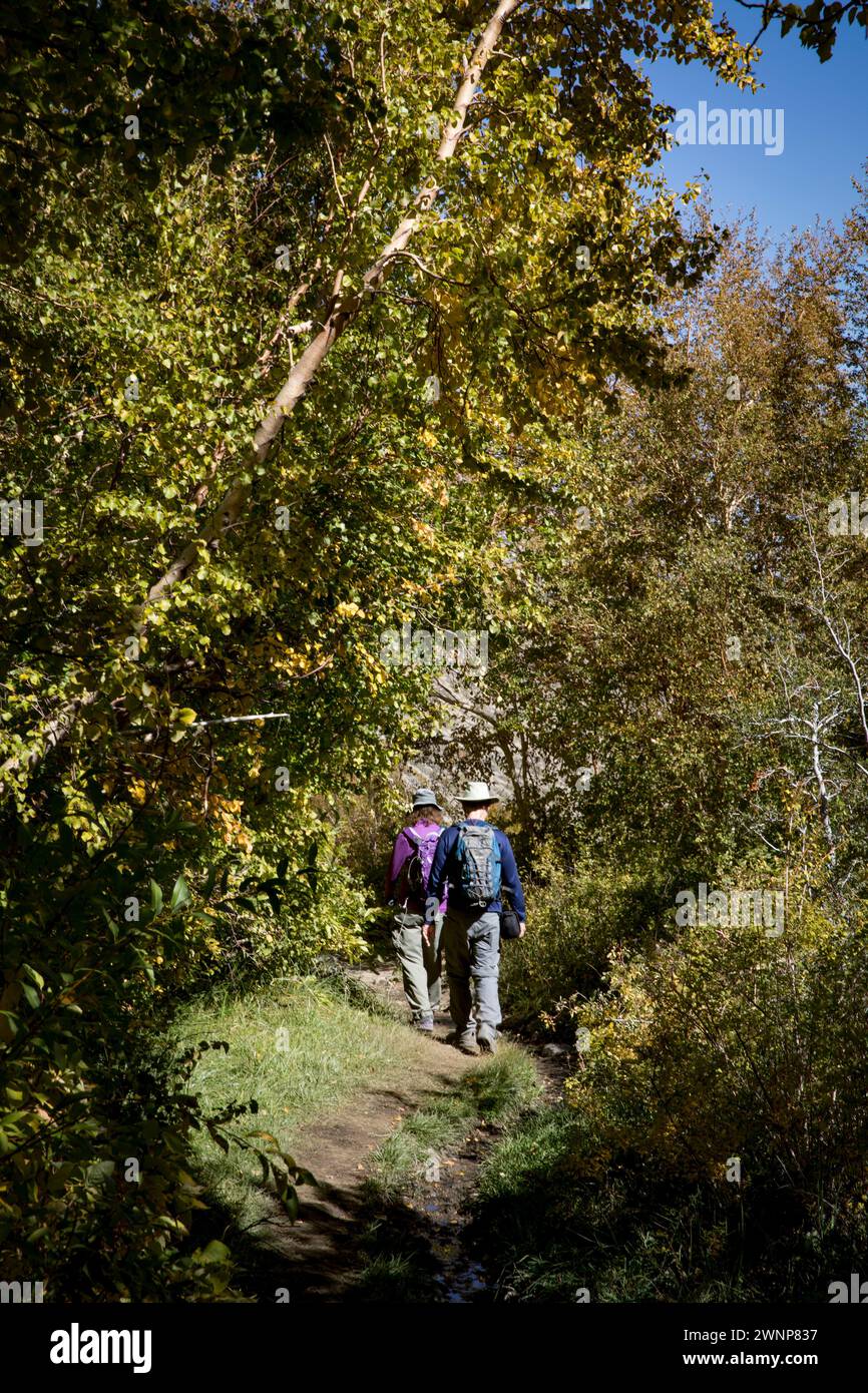 Die Herbstsaison in den östlichen Sierras ist eine der schönsten Jahreszeiten. Der McGee Creek Trail ist der Ort, an dem Sie die Aspens in voller Blüte finden Stockfoto