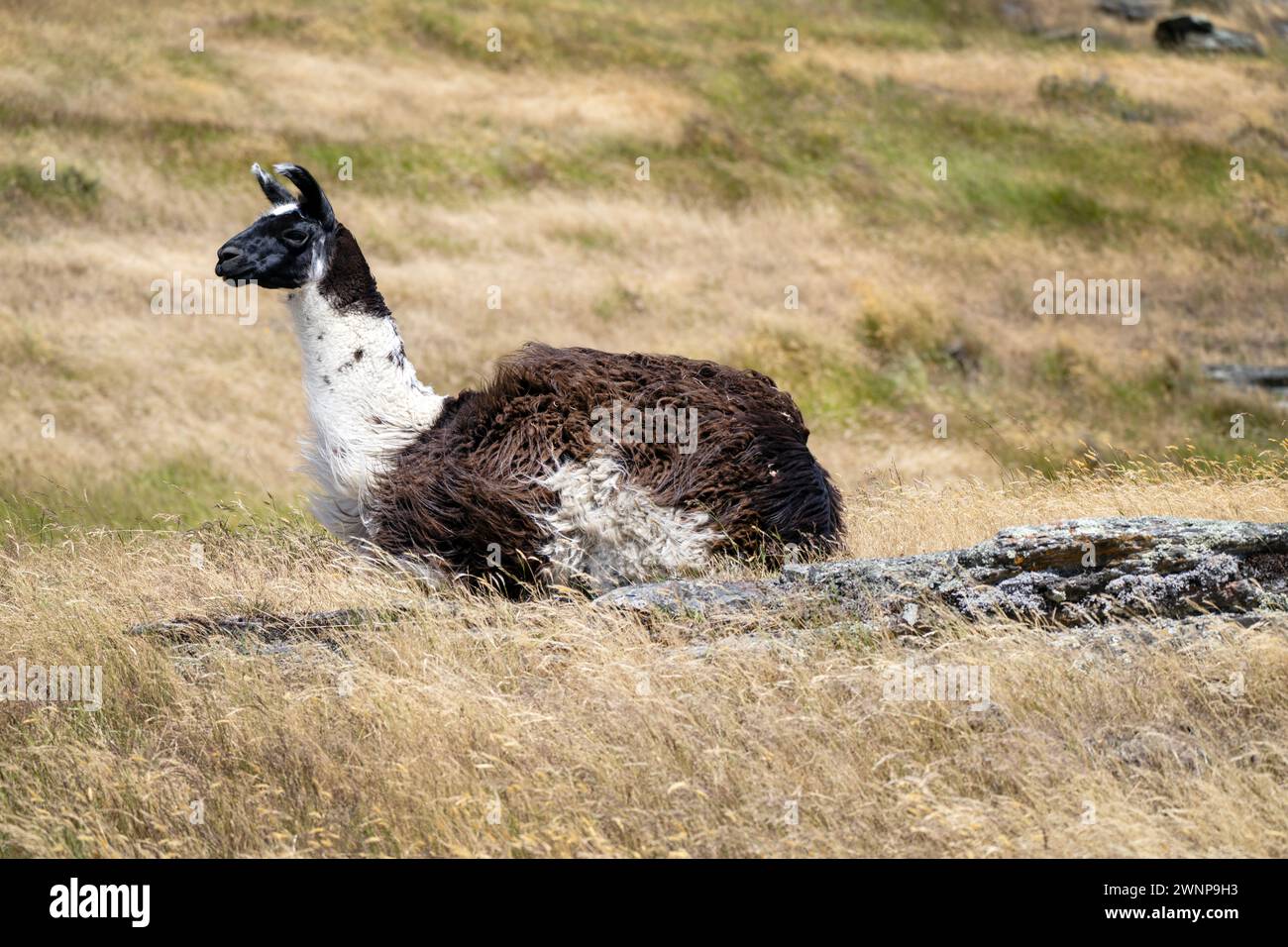 Schwarz-weiß-Lama liegt auf einem grasbewachsenen Feld, sein dickes Fell und sein wacher Ausdruck zeigen, dass er sich an das natürliche Gelände anpassen kann Stockfoto