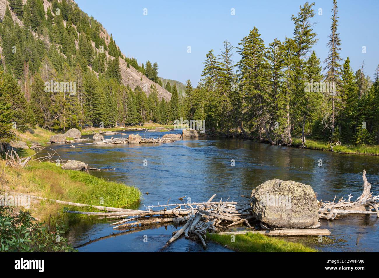 Stau am Madison River, der durch Kiefern am Highway 191 in der Nähe des Westtors des Yellowstone National Park in Wyoming fließt Stockfoto