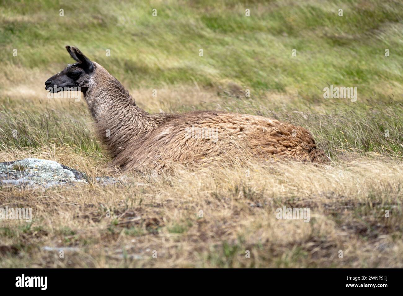 Brown Llama liegt auf einem grasbewachsenen Feld, dessen dickes Fell und sein wachsamer Ausdruck auf seine Anpassungsfähigkeit an das natürliche Gelände hinweisen Stockfoto