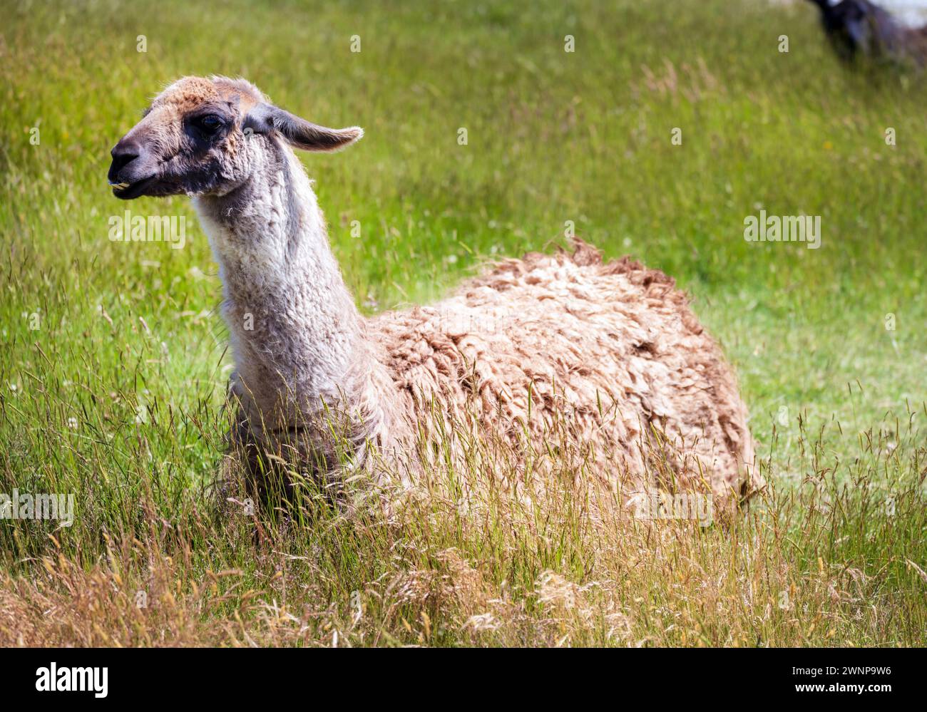 Cream Llama liegt auf einem grasbewachsenen Feld, dessen dickes Fell und sein wacher Ausdruck darauf hindeuten, dass er sich an das natürliche Gelände anpassen kann Stockfoto