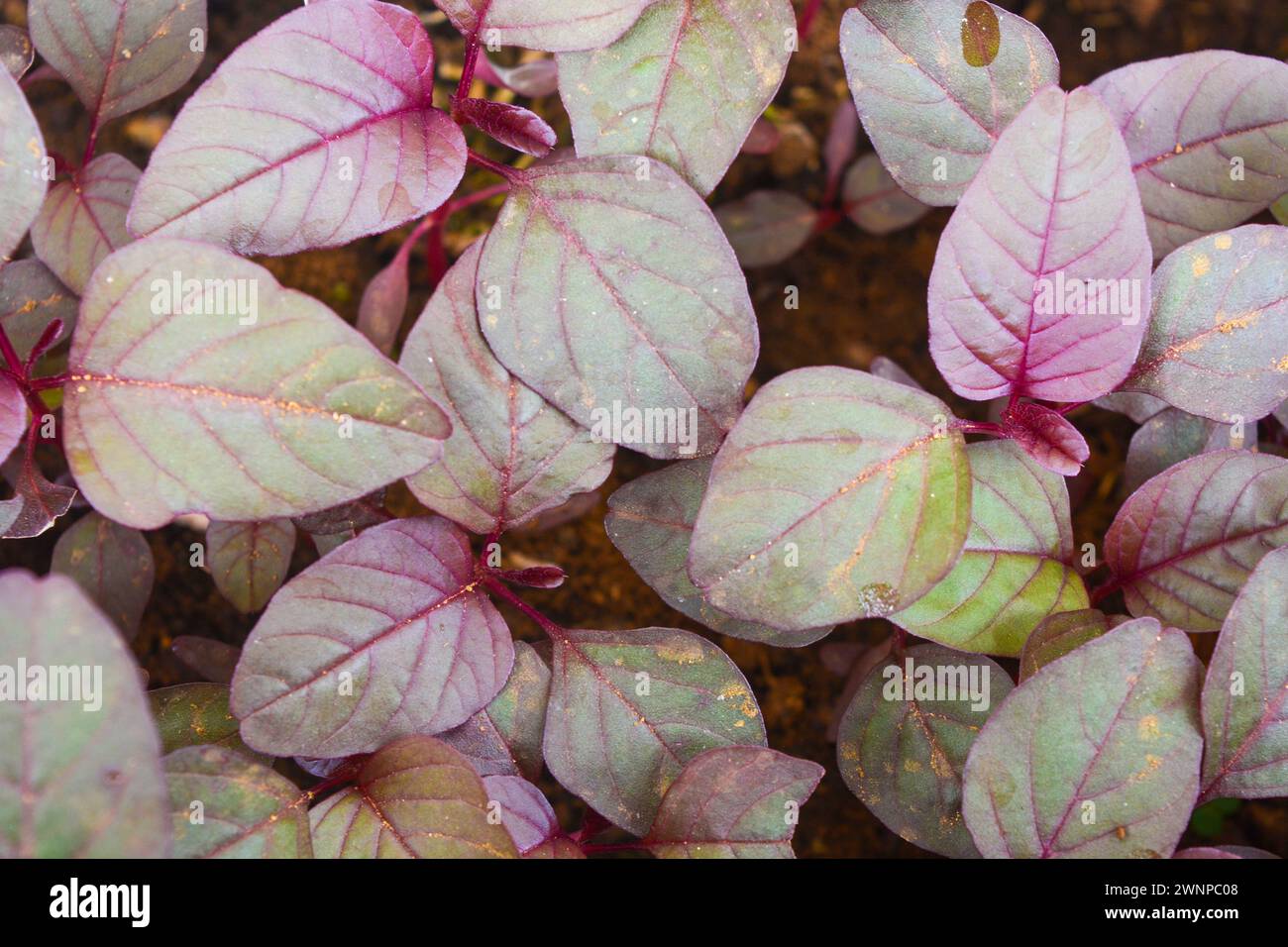 Rote Spinatpflanzen (Amaranthus Tricolor-Sorte Blitum rubrum) in Clustern Stockfoto