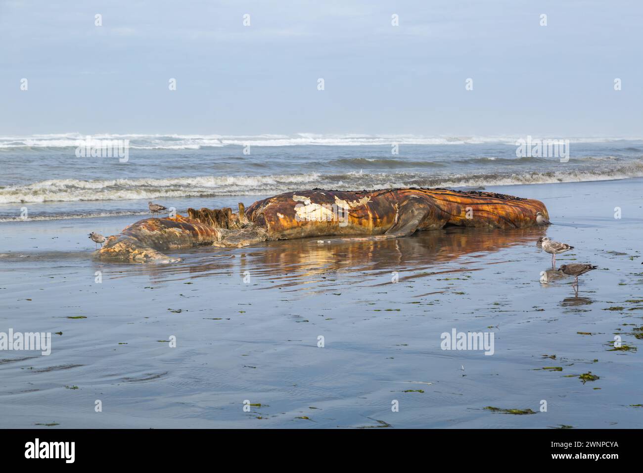Toter Strandwal am Pazifik-Strand in Ocean City, Washington Stockfoto