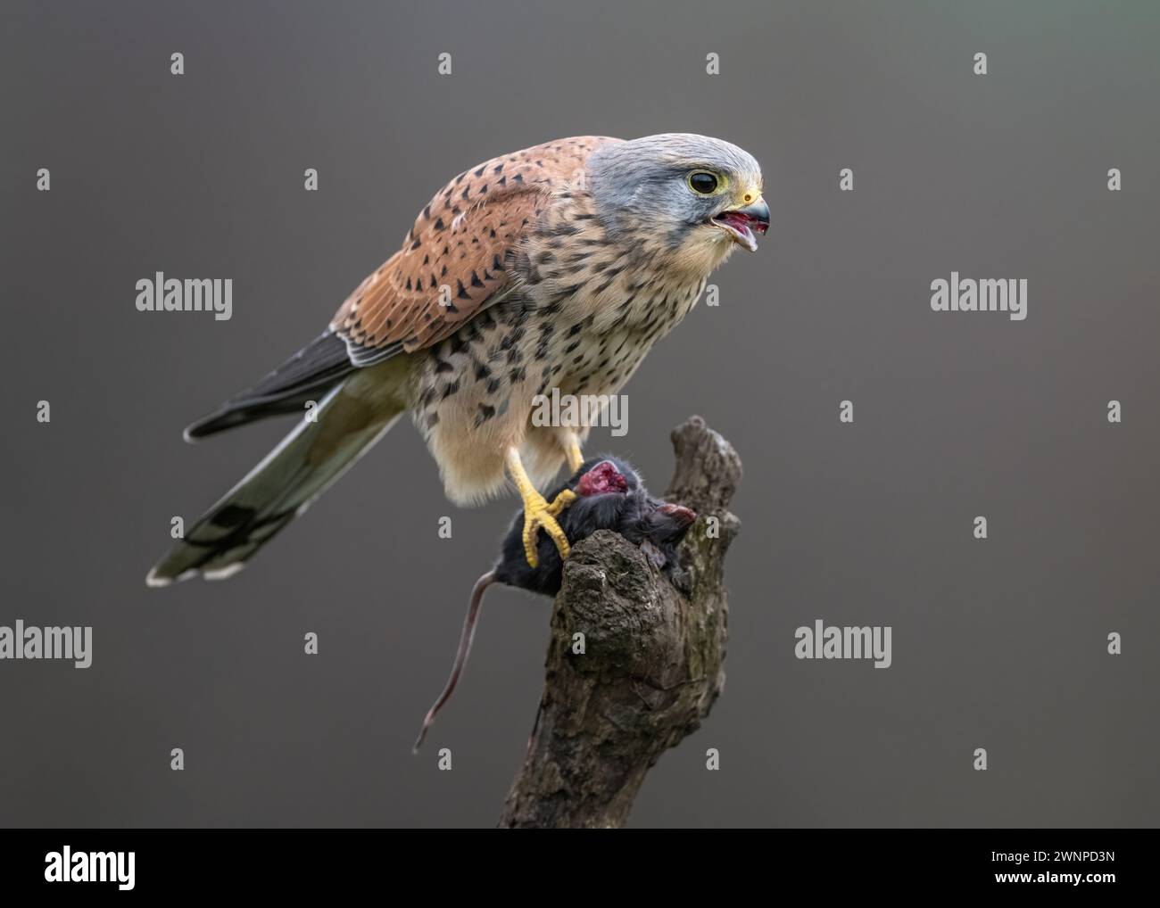 Kestrel – Männlich Stockfoto