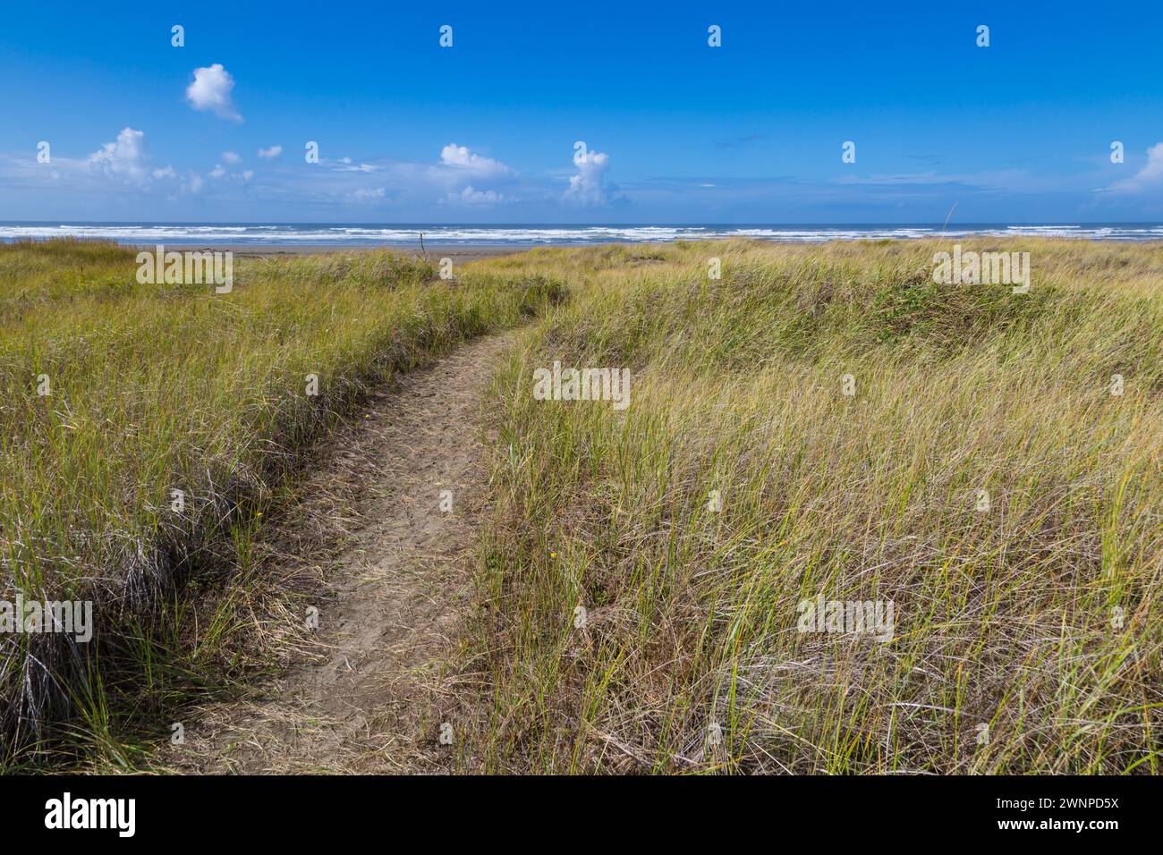 Wanderweg durch das hohe Seegras, der zum Pazifik-Strand in Ocean City, Washington, führt Stockfoto