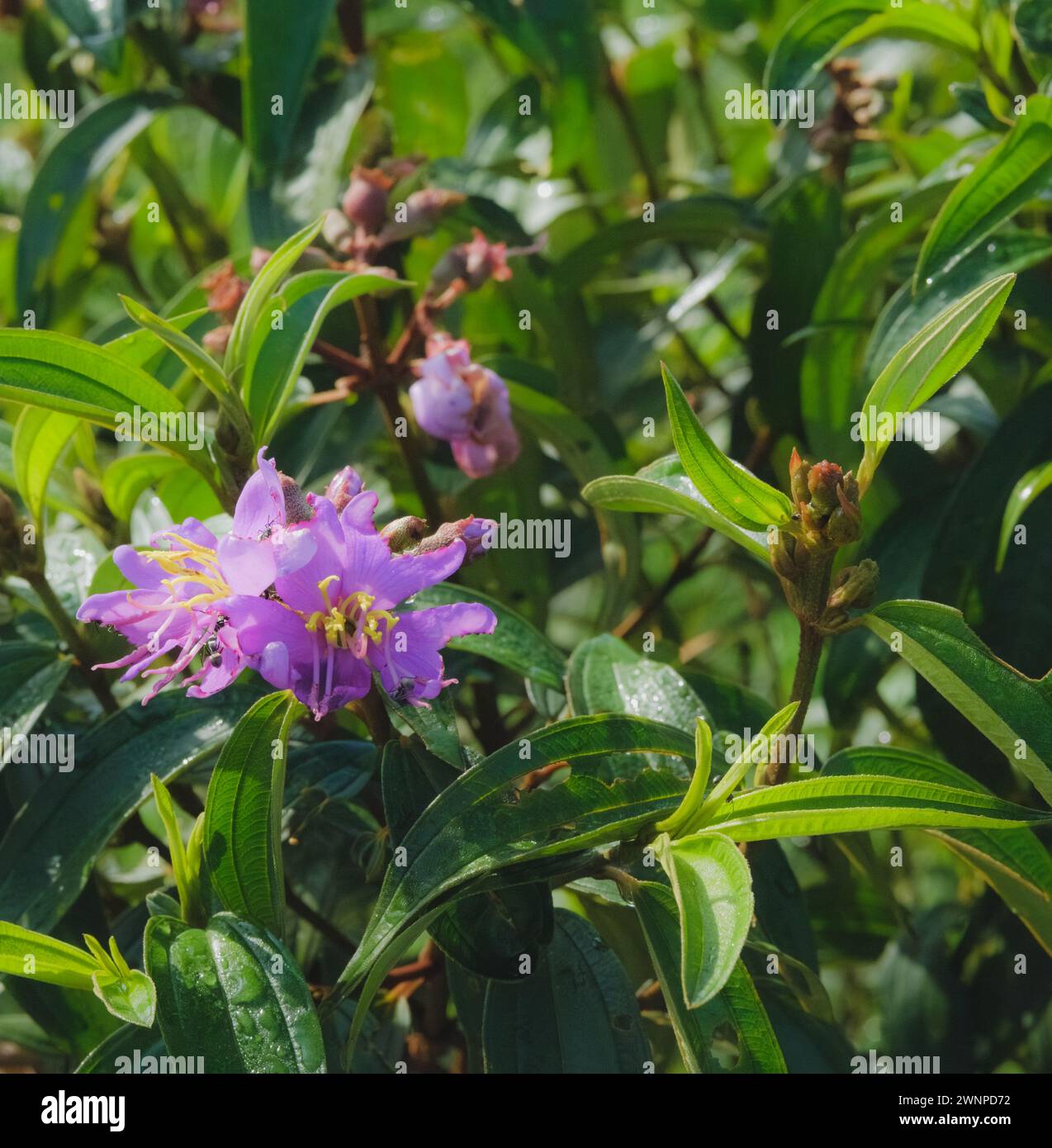 Eine Regenwaldpflanze in Ostkalimantan, die normalerweise in tropischem oder subtropischem Klima vorkommt. Stockfoto