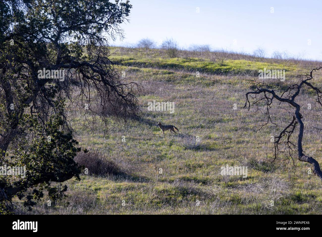 Kojoten suchen in den Ausläufern der Santa Monica Mountains nach Nahrung. Stockfoto