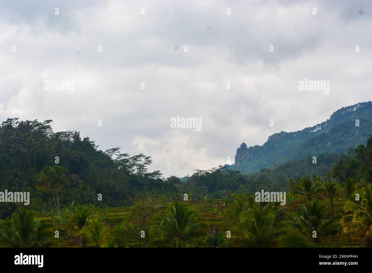 Foto der frischen Atmosphäre der Reisfelder auf dem Land Stockfoto