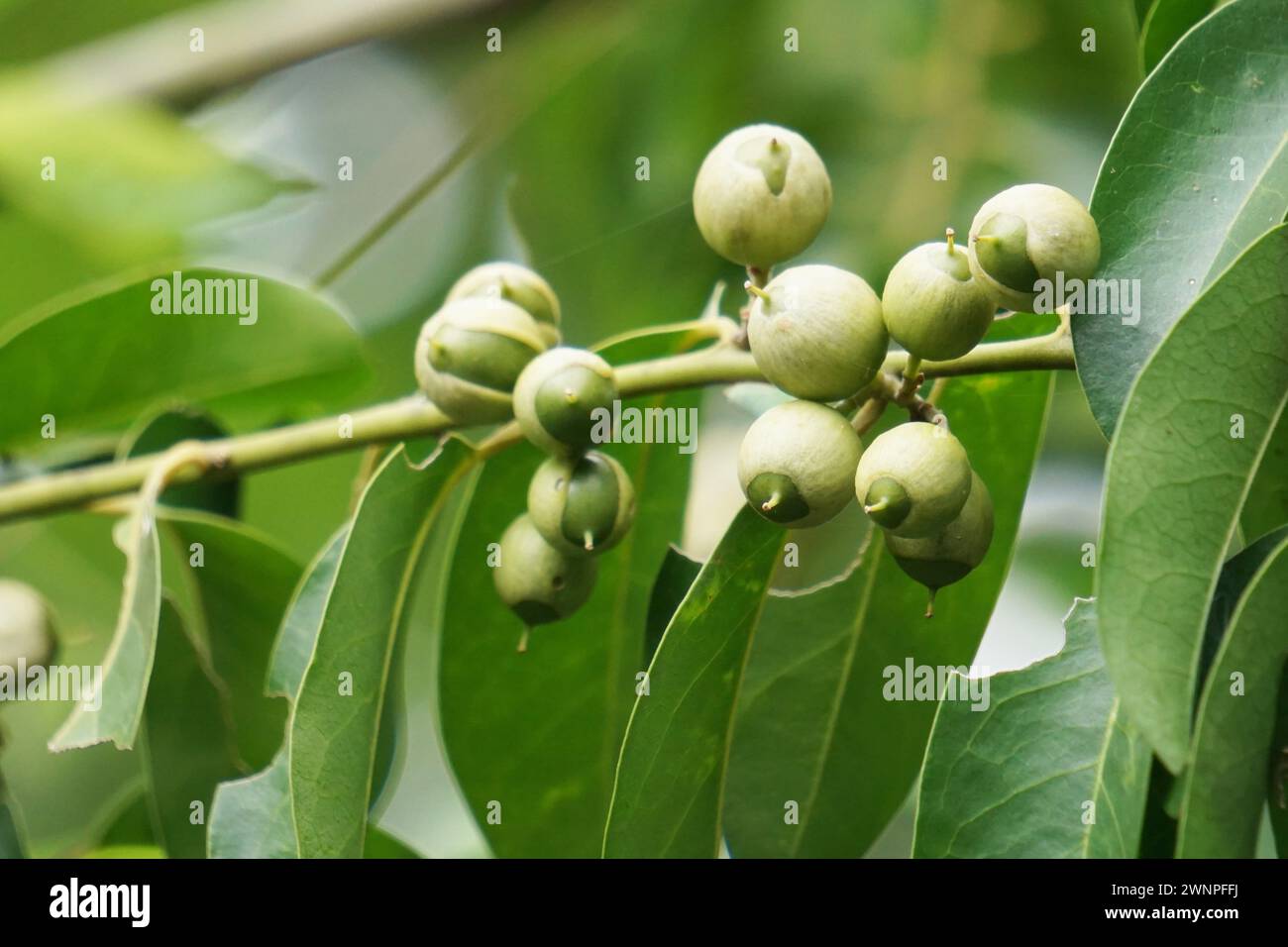 Cordia latifolia (auch Bahuvara, Bara lasura genannt). Diese Pflanze