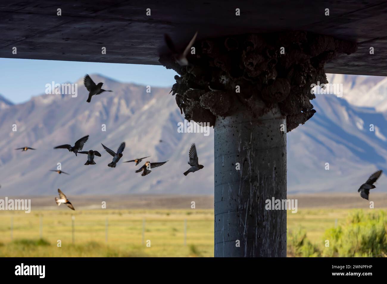 Klippenschwalben neigen unter einer Brücke am Benton Crossing in den östlichen Sierras zu ihren Schlammnestern. Stockfoto