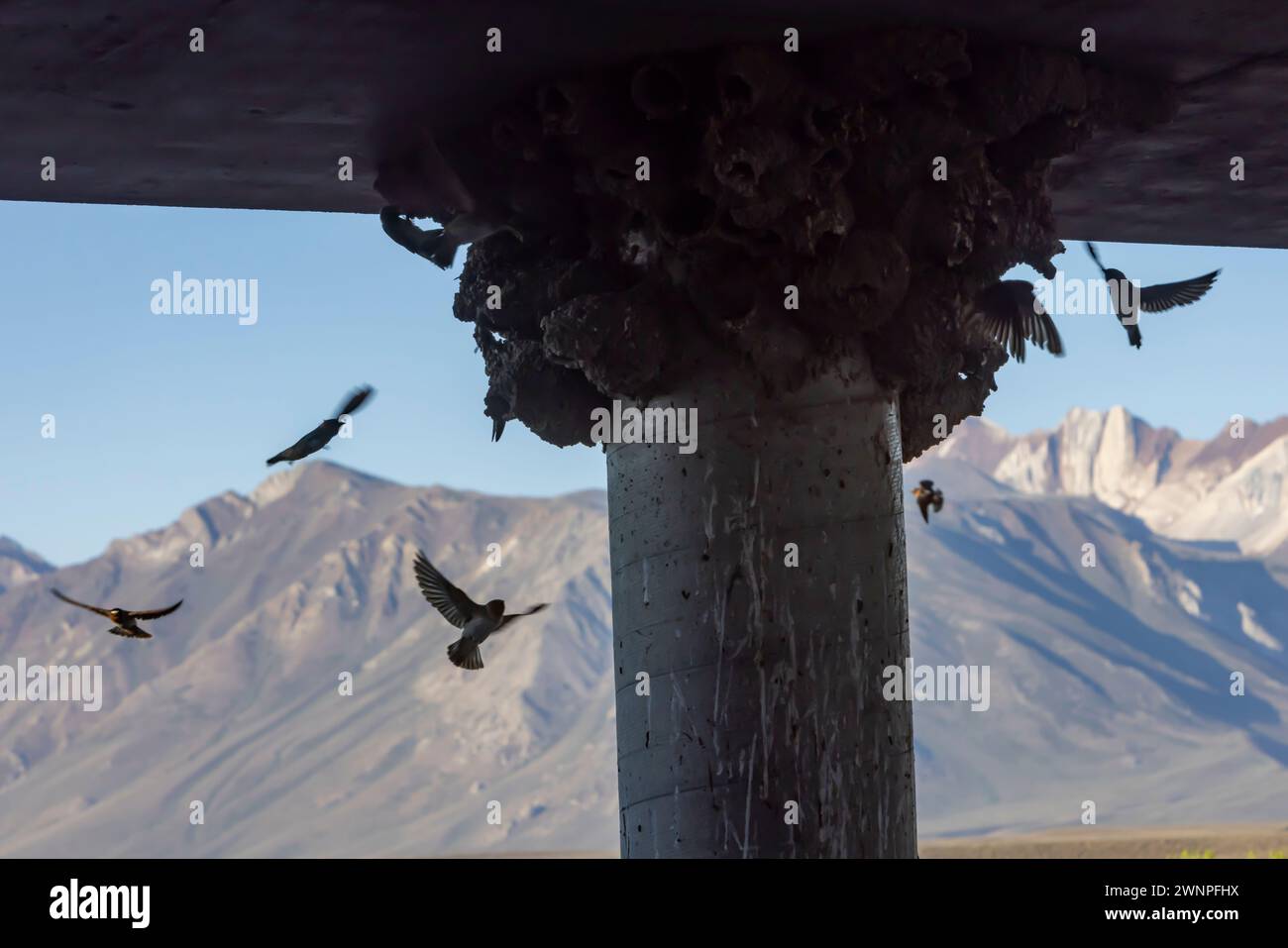 Klippenschwalben neigen unter einer Brücke am Benton Crossing in den östlichen Sierras zu ihren Schlammnestern. Stockfoto