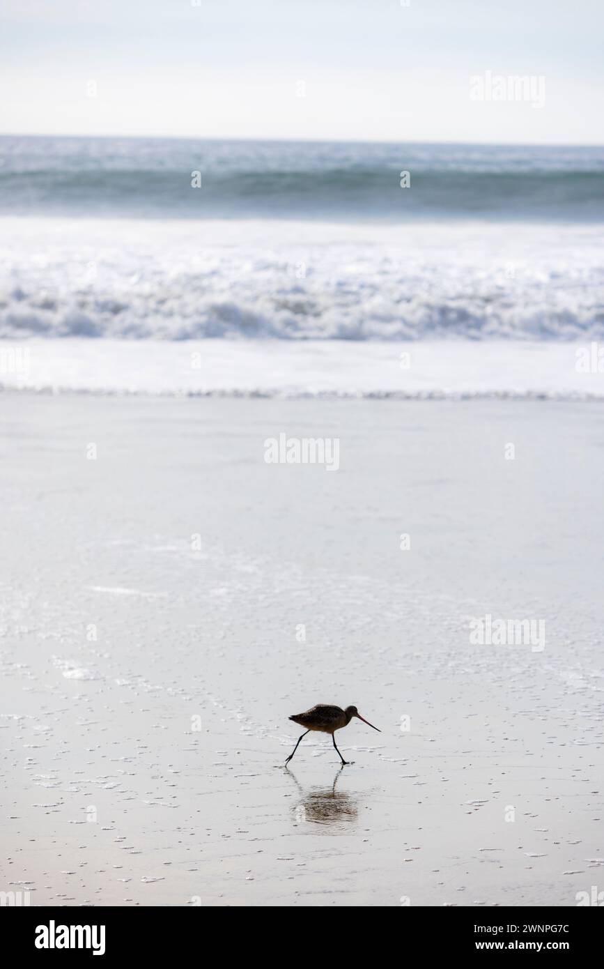 Vögel durchstreifen den Strand auf der Suche nach Krabben, um in Malibu zu essen. Stockfoto