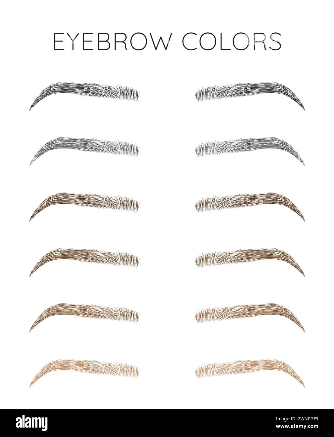 Abbildung des Farbdiagramms der Augenbrauen auf weißem Hintergrund Stock Vektor
