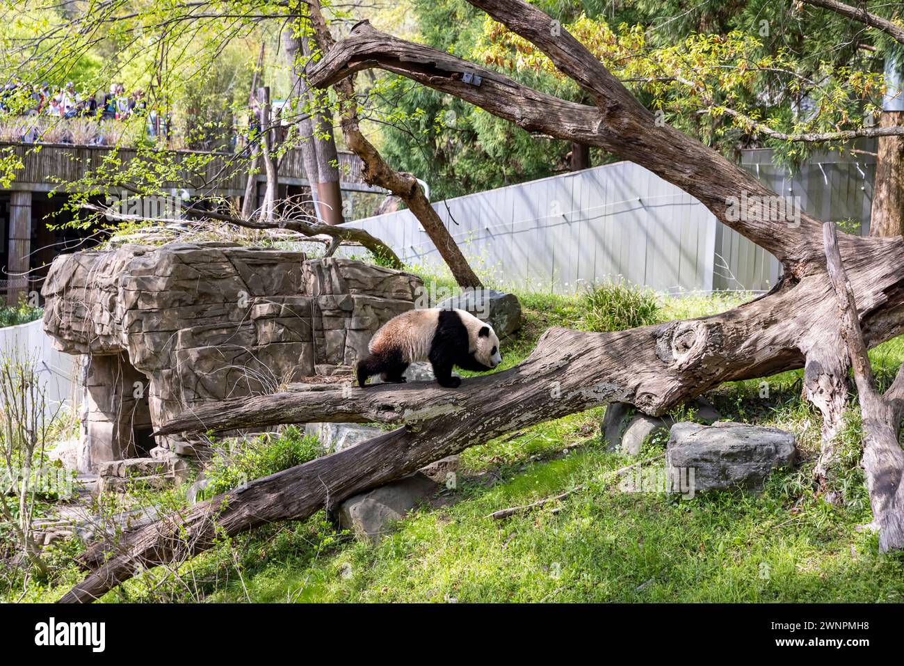 Washington D.C. beherbergt den Smithsonian Zoo, den National Zoo der Vereinigten Staaten, in dem Pandas bis 2023 aus China geliehen wurden. Stockfoto