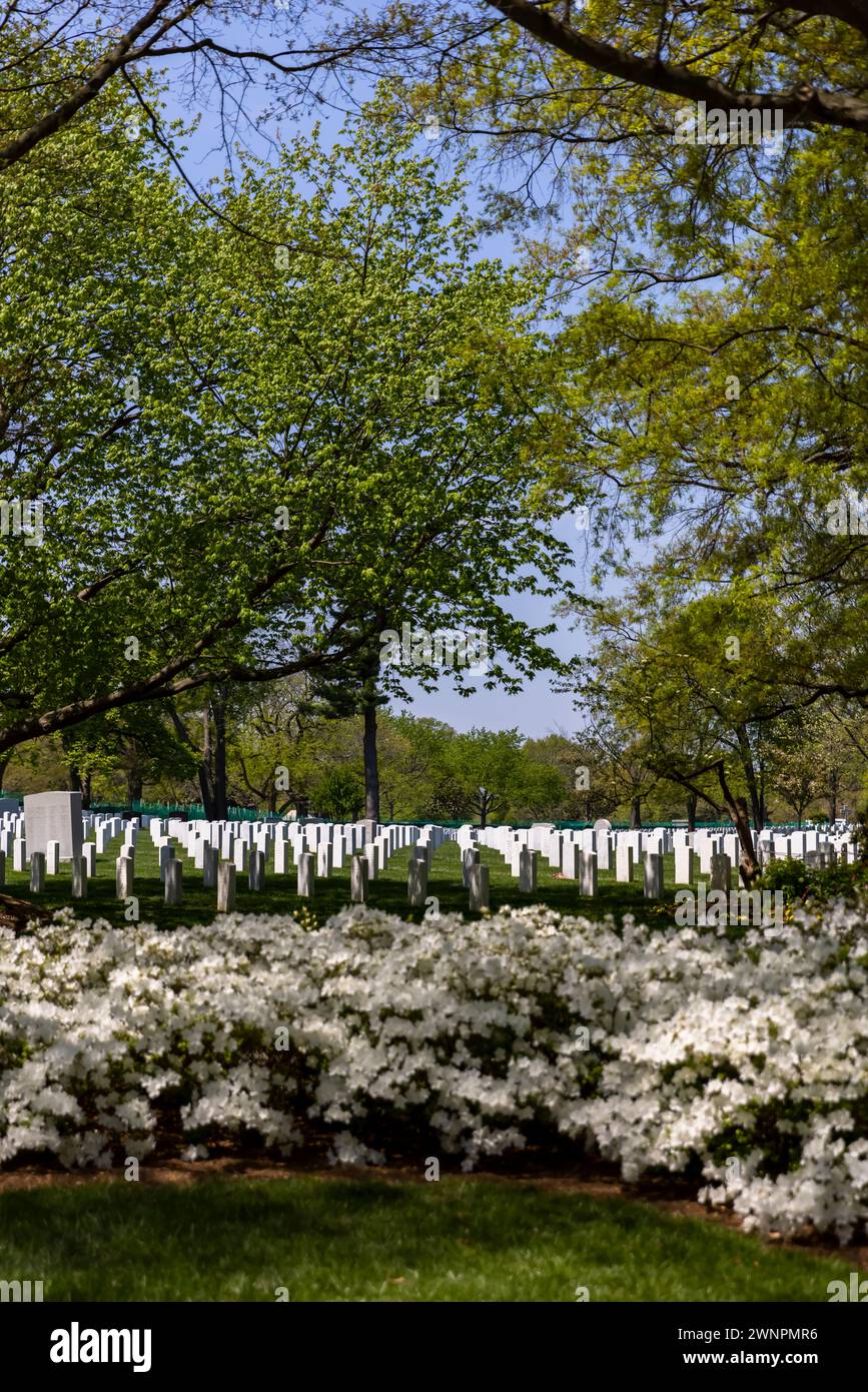 Der Arlington National Cemetery, besonders rund um das Grab des unbekannten Soldaten, ist ein sanfter, grüner Hügel, der von über 9600 Baumarten bedeckt ist. Stockfoto
