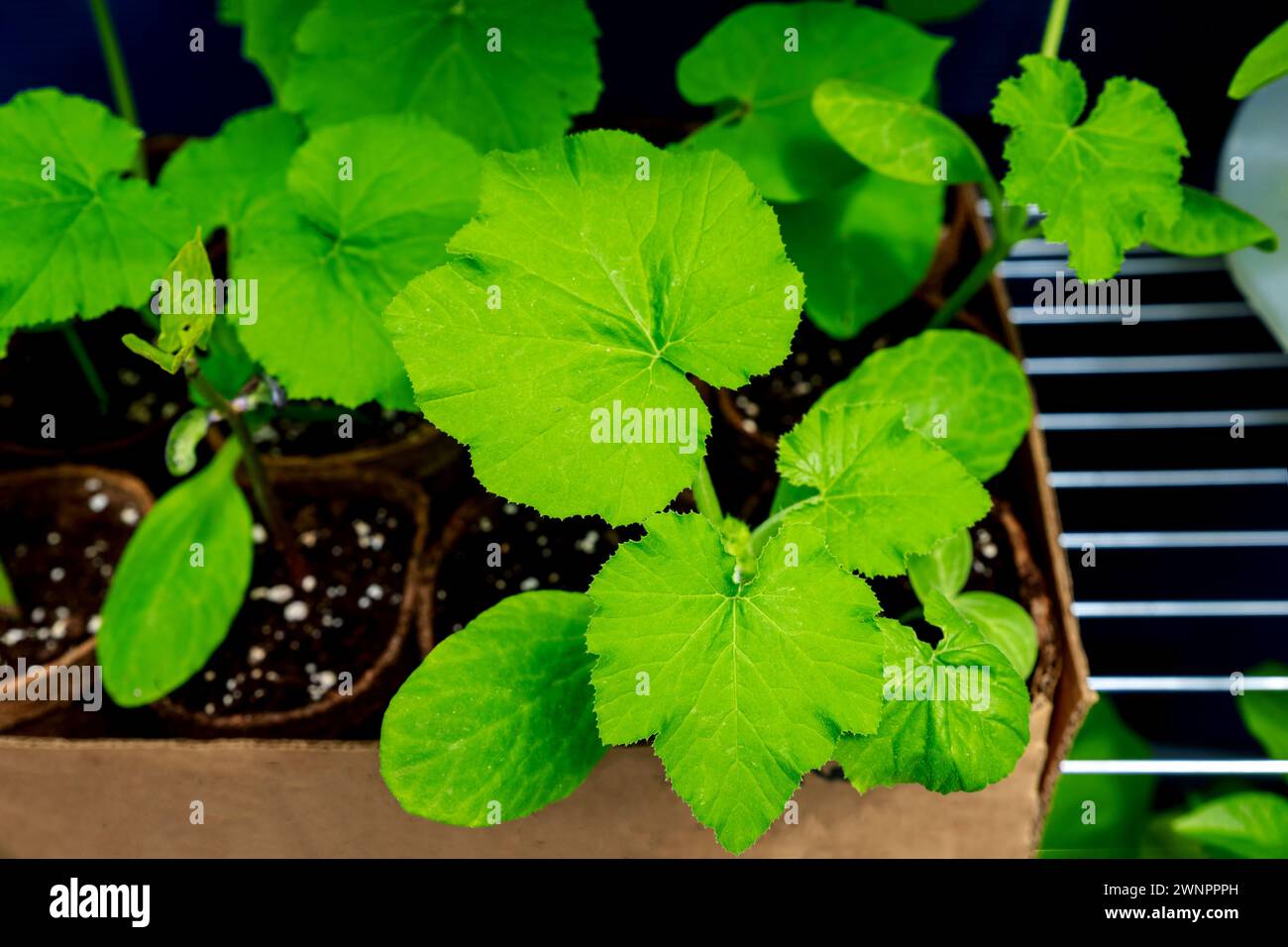 Sämlinge von Gurkenpflanzen, die zu Beginn der Saison in Töpfen gepflanzt wurden. Stockfoto