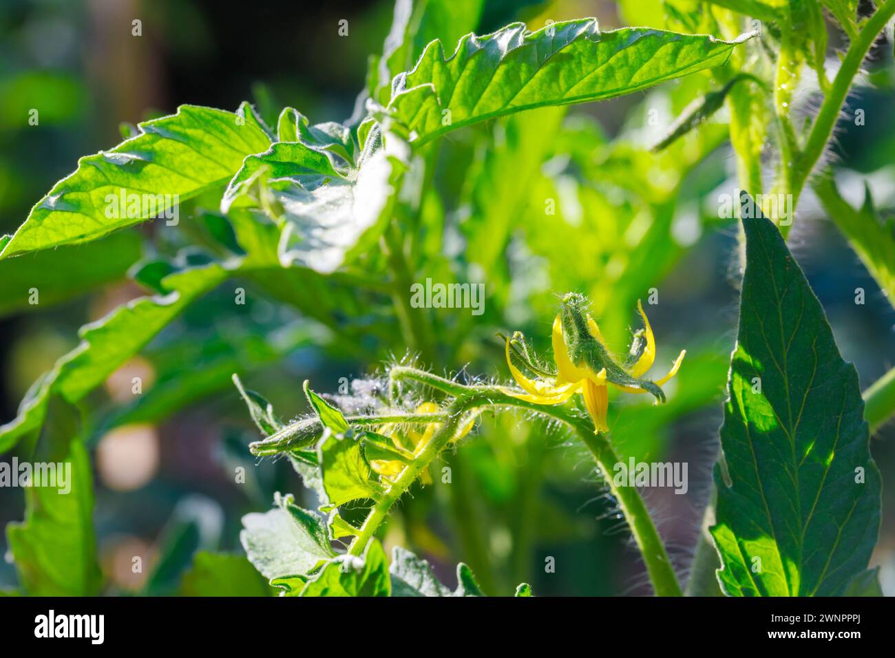 Tomatensämlinge im Garten blühen mit gelben Blüten. Stockfoto