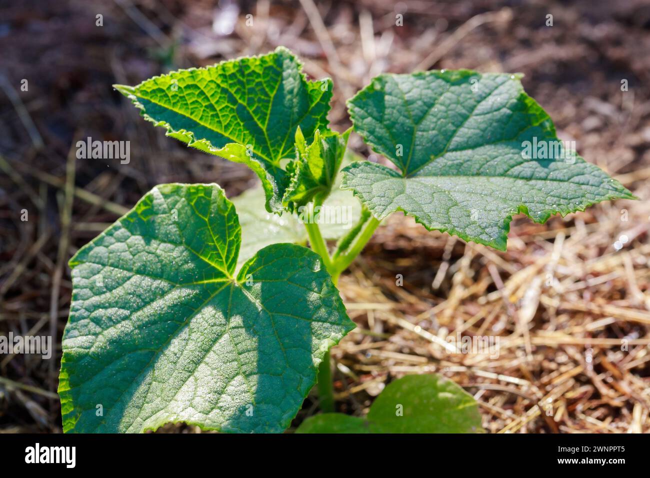 Ein Gurkensämling, der zu Saisonbeginn in den Boden gepflanzt wurde. Stockfoto