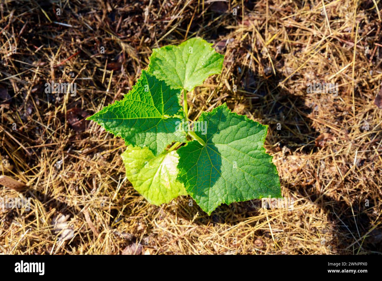 Gurkensämlinge, die zu Beginn der Saison in den Boden gepflanzt wurden. Stockfoto