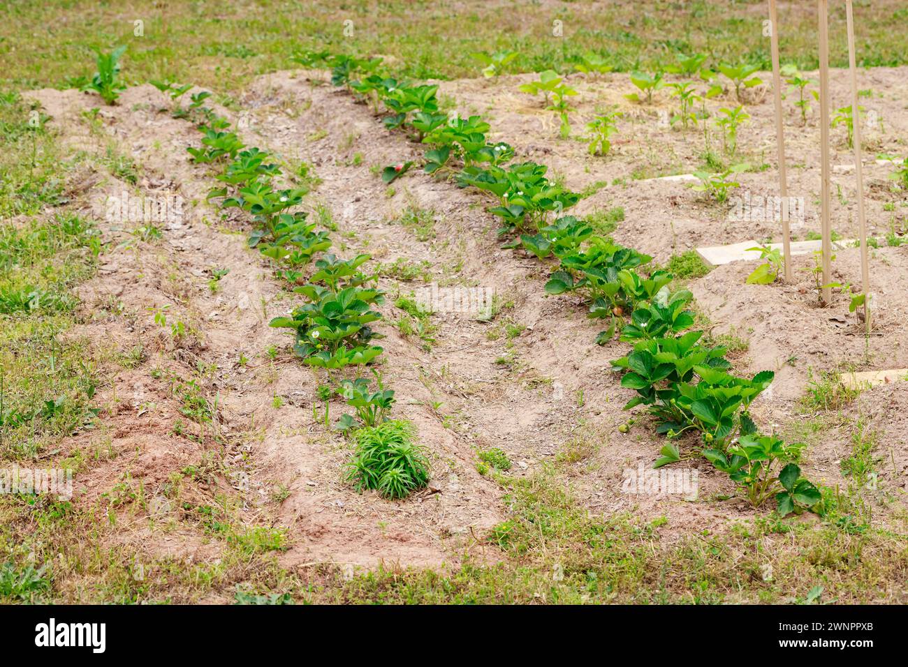 Betten mit blühenden Erdbeeren im Garten. Stockfoto