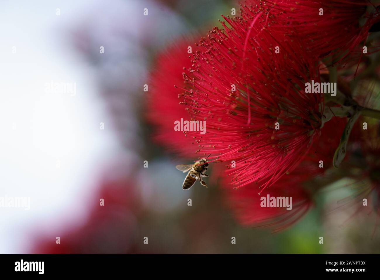 Bienen, die die hellroten Blüten des Pohutukawa bestäuben, auch bekannt als der neuseeländische Weihnachtsbaum Stockfoto