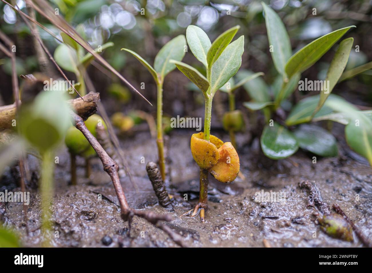 Sämling-Mangrovemit angebrachtem Saatgut, das sich im Gezeitenschlamm etabliert Stockfoto