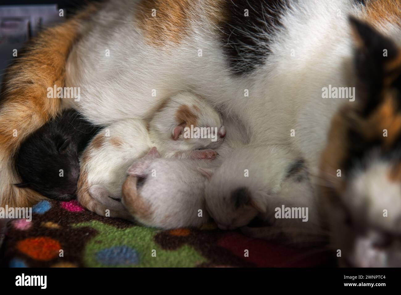 Ein Wurf Kätzchen, die schlafen, während sie sich neben die Mutterkatze kuscheln Stockfoto