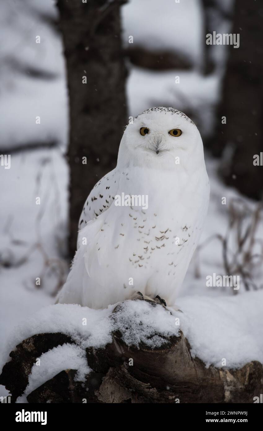 Schneeeule (Bubo scandiacus), die an einem verschneiten Tag auf einem Baumstamm am Boden thronte und direkt in die Kamera blickte Stockfoto