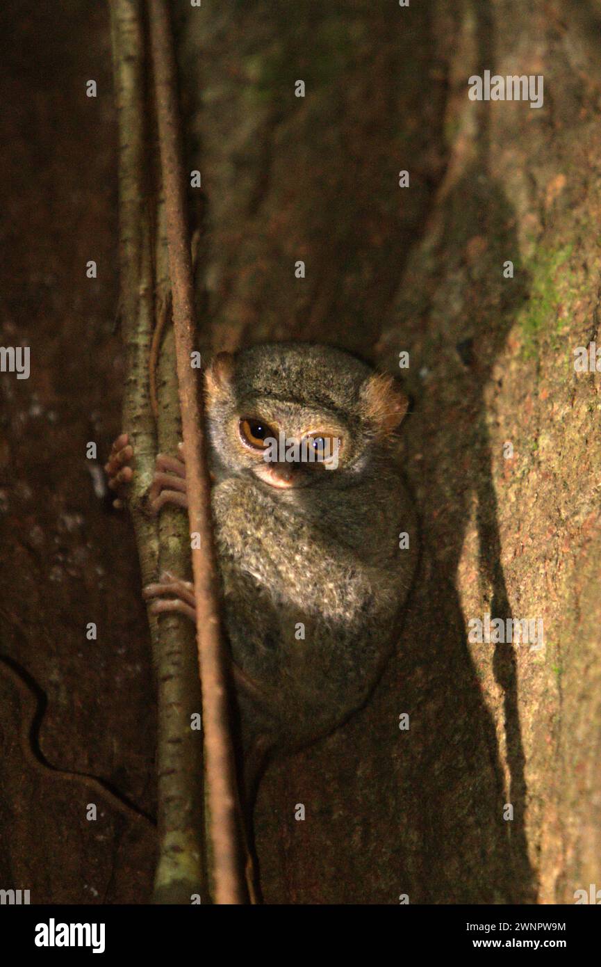 Ein spektraler Tarsier (Tarsius spectrumgurskyae) im Tangkoko Nature Reserve, Nord-Sulawesi, Indonesien. Neben diesem gibt es im langen nördlichen Arm der Insel Sulawesi zwei weitere Arten von Tarsier: Tarsius supriatnai (in Gorontalo) und Tarsius wallacei (in Tinombo). laut einem Team von Primatologen unter der Leitung von Zuliyanto Zakaria in ihrem Artikel, der in einer Juni-Ausgabe 2023 des International Journal of Primatology veröffentlicht wurde, ist Primatenkonservierung eine Verhaltensherausforderung und erfordert daher verhaltensinformierte Lösungen, so ein anderes Team von Wissenschaftlern unter der Leitung von Harry Hilser. Stockfoto