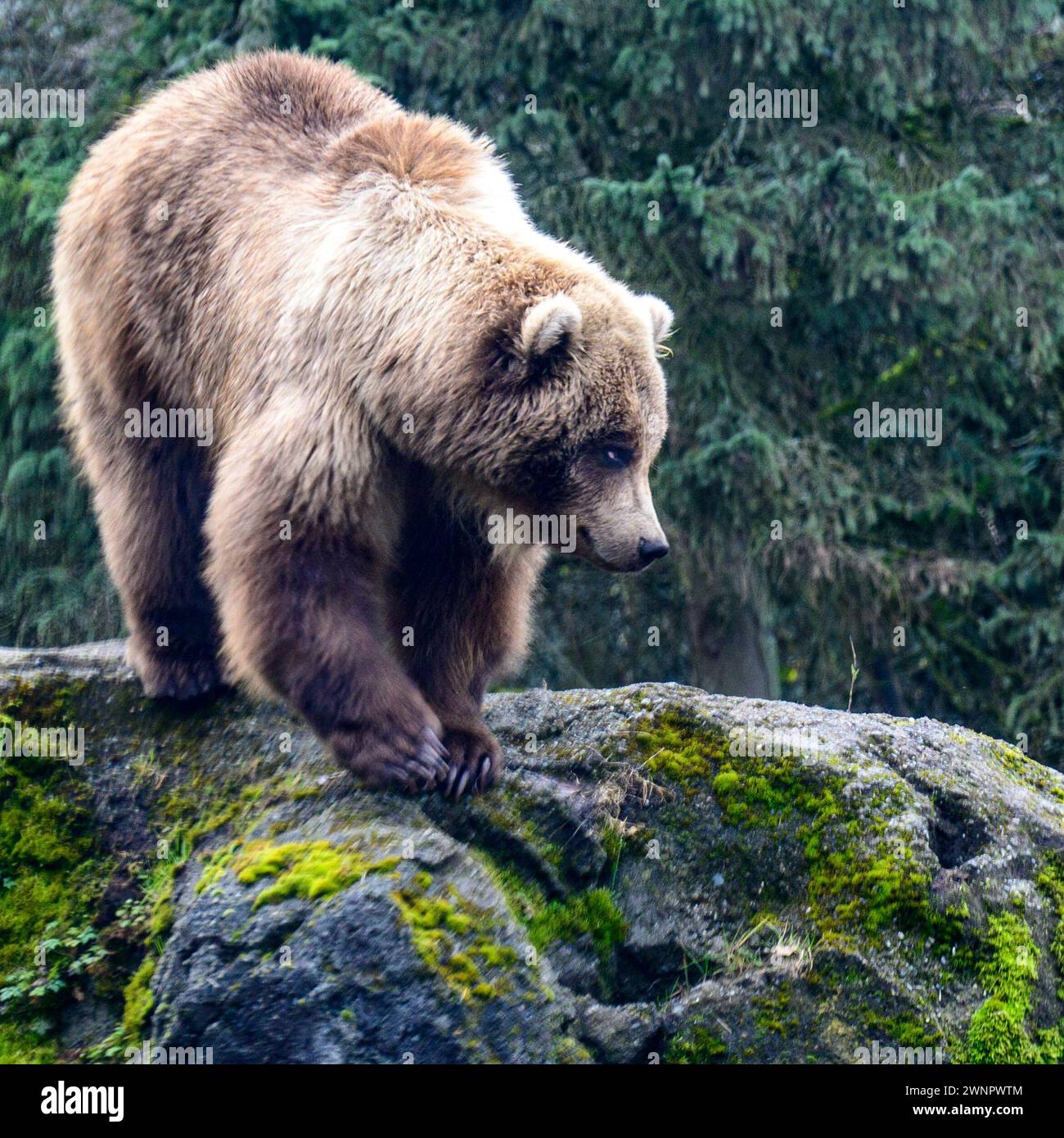 Seattle, Washington, USA. März 2024. WACHOLDER, ein verwaister Grizzlybär (ursus arctos horribilis), feiert 2024 den World Wildlife Day, indem er in ihrem Gehege im Woodland Park Zoo herumklettert. Der National Park Service bewertet die Wiederansiedlung von Braunbären in den North Cascades. Der U.S. Fish and Wildlife Service hat einen Plan entwickelt, der weiter voranschreitet. Befürworter sagen, Grizzlybären seien eine Indikatorart und ein Zeichen für ein gesundes Ökosystem. Das letzte bestätigte Zeichen war 1996. Quelle: ZUMA Press, Inc./Alamy Live News Stockfoto