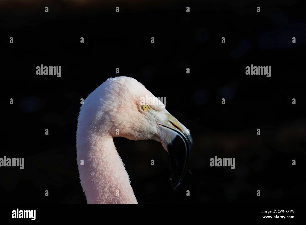 Nahaufnahme eines Flamingos (Phoenicopterus) im Calgary Zoo mit schwarzem Hintergrund Stockfoto