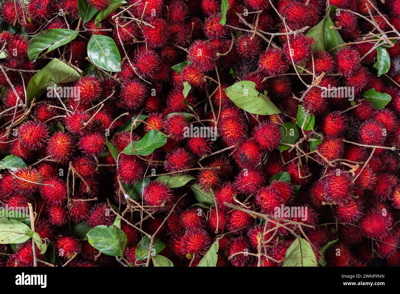 Reichlich frische rote Rambutane mit Blättern zum Verkauf auf dem indonesischen Markt. Stockfoto