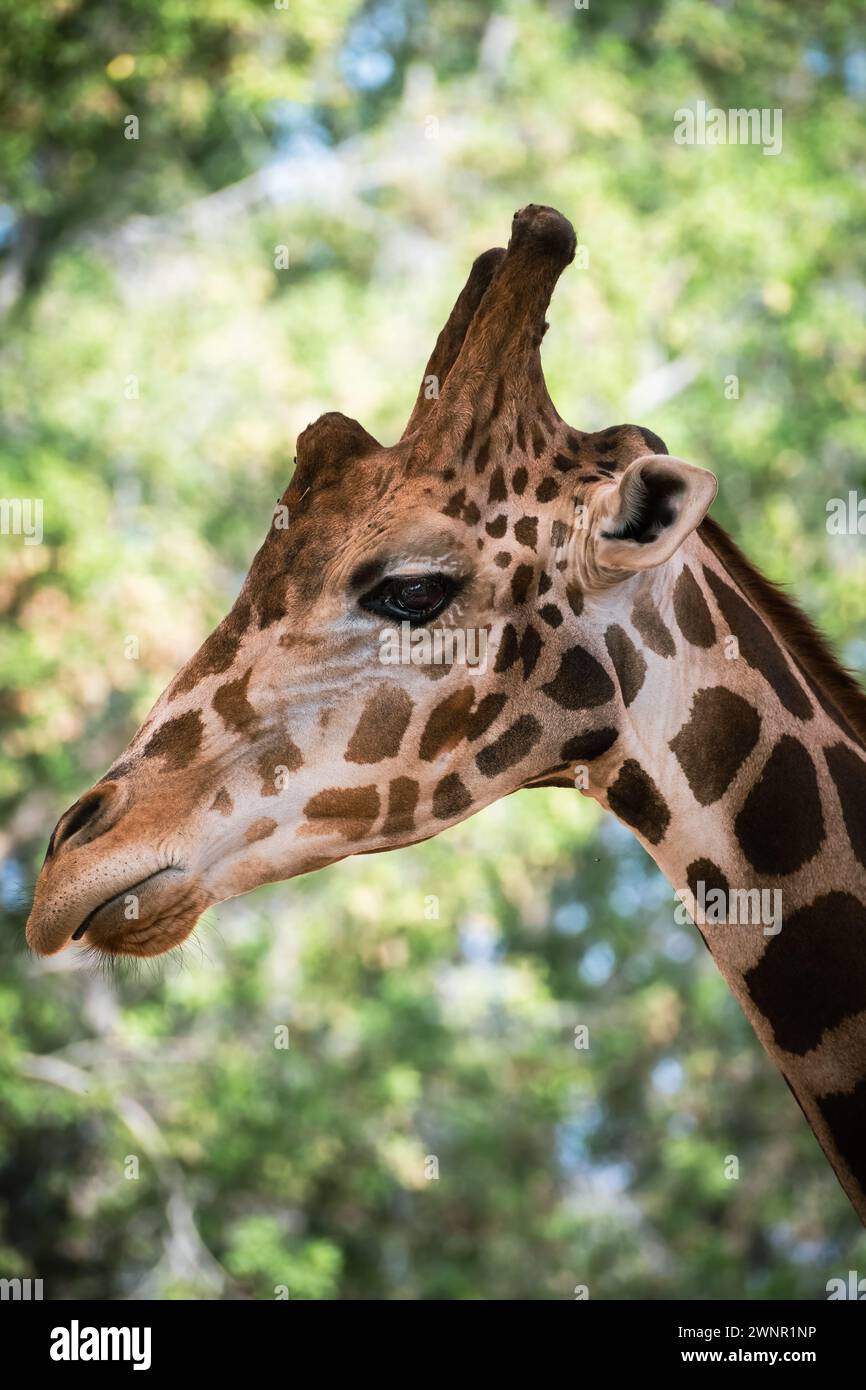 Porträt der Giraffe in der Natur. Die Giraffe ist ein großes afrikanisches Hufsäugetier der Gattung Giraffa. Es ist die höchste lebende terrestrische Anime Stockfoto