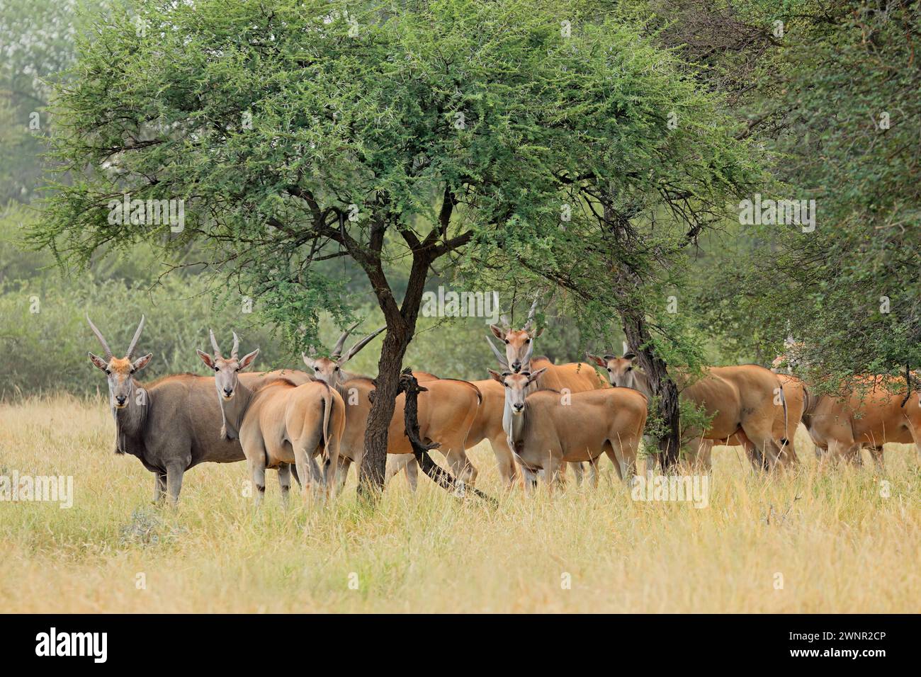 Elandantilopen (Tragelaphus oryx) Herde in der Savannenlandschaft, Südafrika Stockfoto